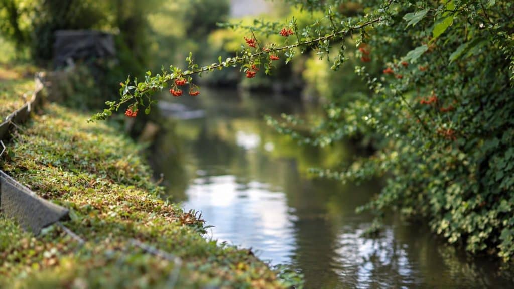 Détail du jardin au bord de l'eau